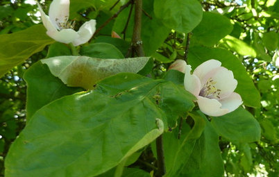 Why Grow Quince? For Beauty, Fragrance and Old-Time Flavor