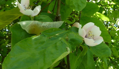 Why Grow Quince? For Beauty, Fragrance and Old-Time Flavor