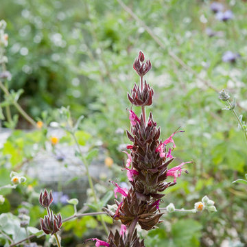 Rain Garden