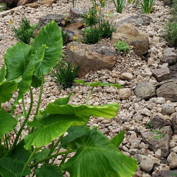 Rain Garden - Rock-Lined Swales (Dry Creek Beds)
