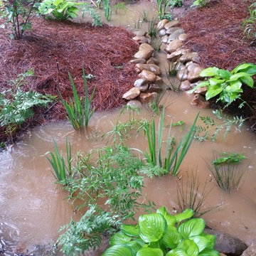rain gardens & native plants