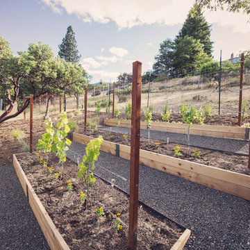 Raised Beds + Grape Vine Trellis
