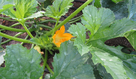 Ortaggi Indispensabili: Coltivare la Zucchina, Anche in Balcone