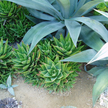 Rancho Santa Fe, Lilian Rice, courtyard, row home, field stone succulents, fount