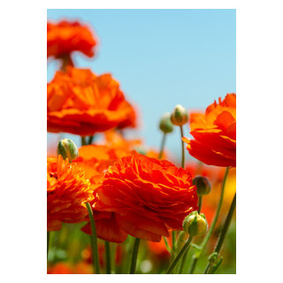 Ranunculus Sunset - Traditional - Landscape - San Diego - by California ...