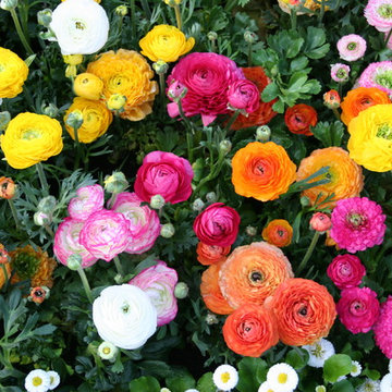 Ranunculus