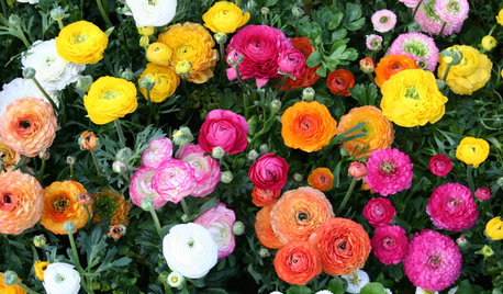 Grow Papery Ranunculus Blooms for Cheery Garden Charm