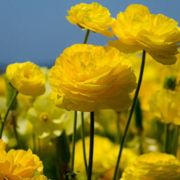 Ranunculus Yellow