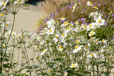 Aménagement d'un jardin bord de mer.