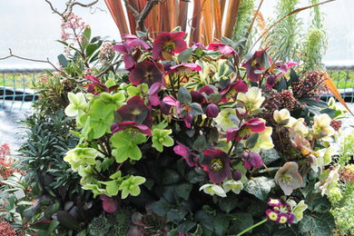 Recipe for a Fabulous Pot - Hellebores "Red and Green"