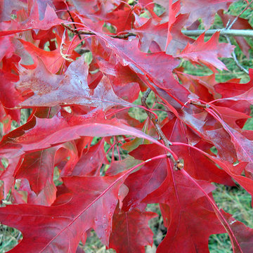 Red oak (Quercus coccinea)