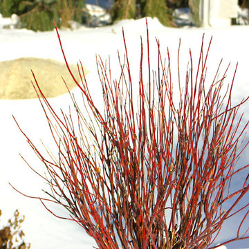 Red Twig Dogwood (Cornus)