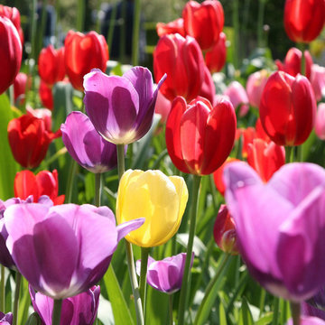 Red, yellow and purple tulips