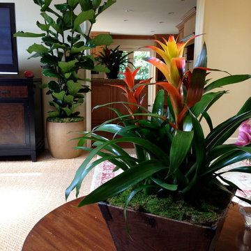 Residential Interior Plants