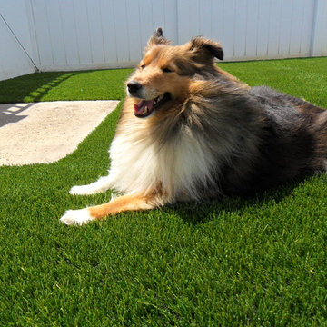 Residential Lawn