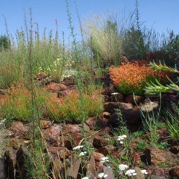 Residential rain garden with native plants