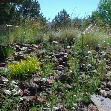 Residential rain garden with native plants