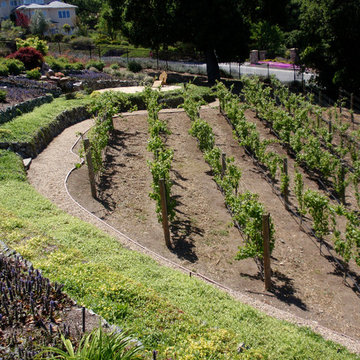 Residiential private vineyards designed, constructed, installed and managed