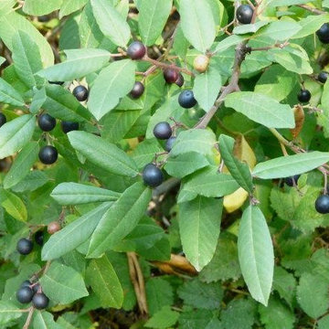 Rhamnus californica