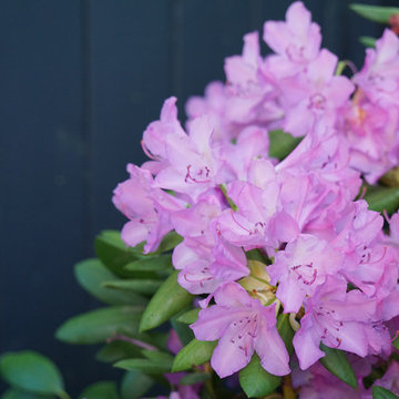 Rhododendron Within an Urban Woodland
