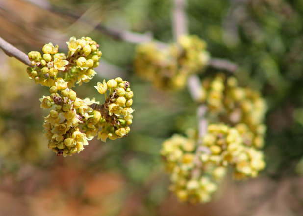 Landscape Rhus Trilobata  / Skunkbush Sumac