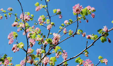 Farbe des Monats Februar: Blütenrosa!