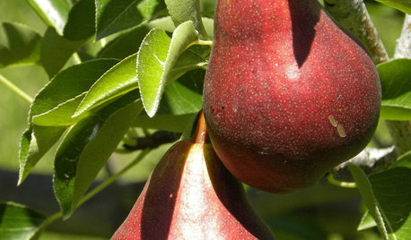 How to Grow Your Own European and Asian Pears