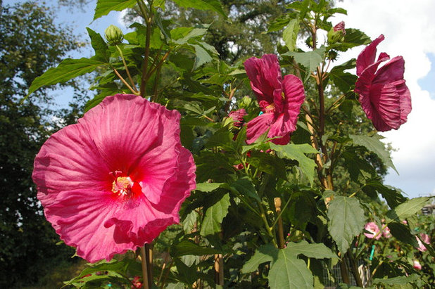 Garten Riesenhibiscus (Hibiscus moscheutos)