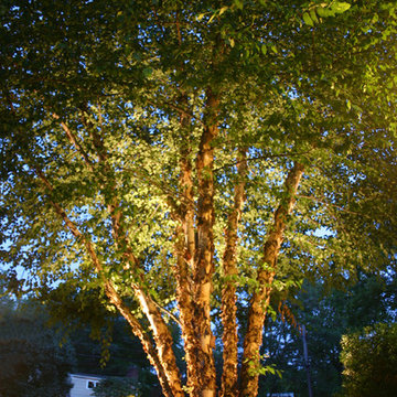 River Birch Tree Lighting