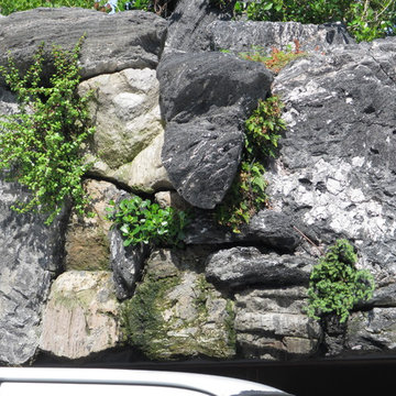Rock garden wall with topical plants