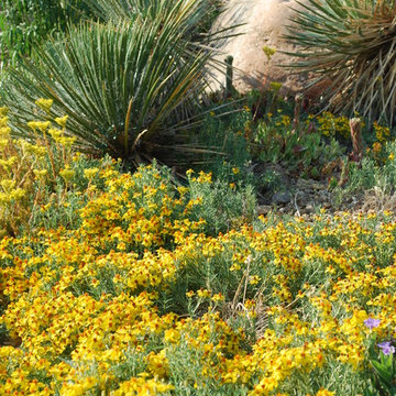 Rocky Mountain Zinnia (Zinnia grandiflora)