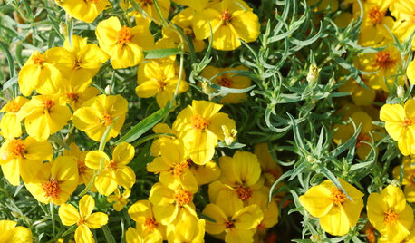 Great Design Plant: Rocky Mountain Zinnia Brightens Hot, Dry Spots