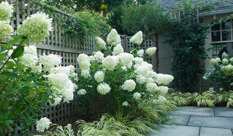 Outdoor Plant Profile: Hydrangeas