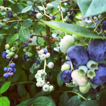 Rooftop Kitchen Garden - Blueberries