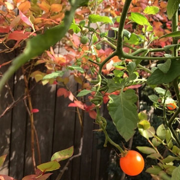 Rooftop Kitchen Garden - Cherry tomatoes