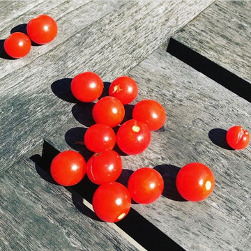 Rooftop Kitchen Garden - Harvested Cherry Tomatoes