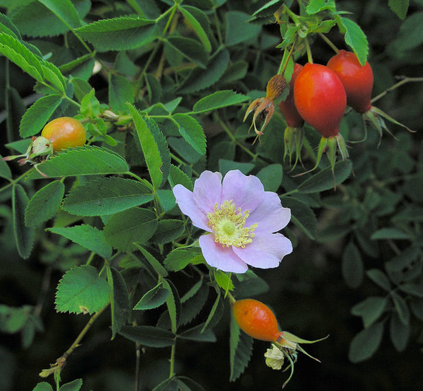 Giardino Rosa Californica