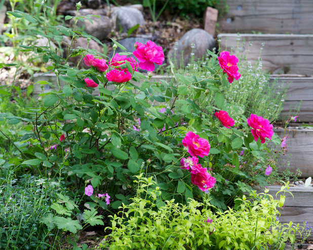 Landscape Rosa Gallica or Apothecary's Rose