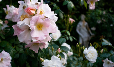 Great Design Plant: Sally Holmes Rose