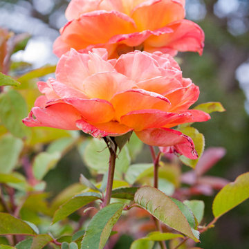 Roses