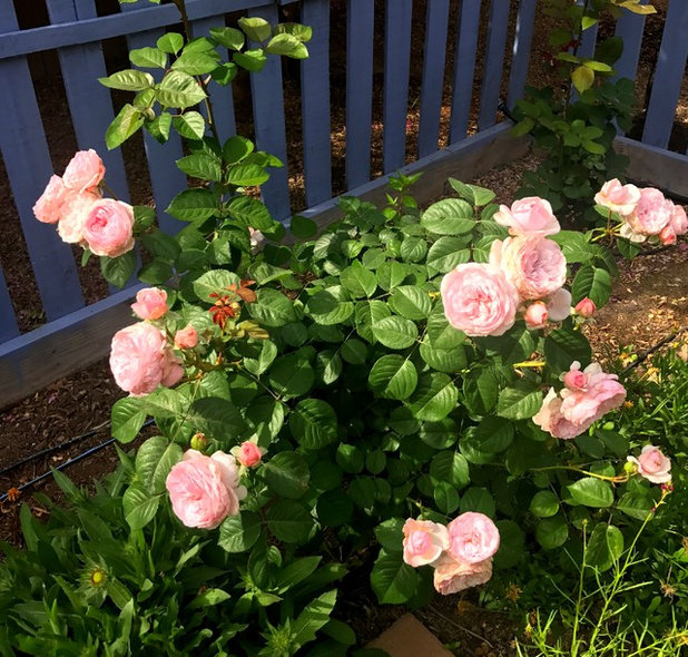 Your Complete Guide to Fall Rose Care