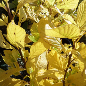Ruby Spice Summersweet (Clethra) Fall Color