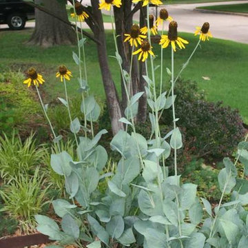 Rudbeckia maxima