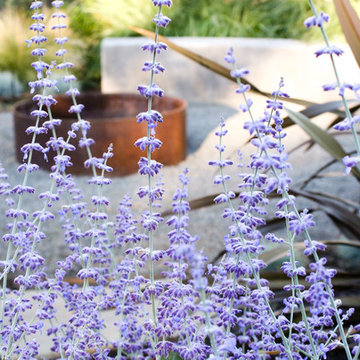 Russian Sage in Bloom