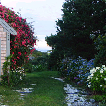 Rustic Cape Cod Rambling Rose and Hydrangea allee accent ocean view in Chatham,