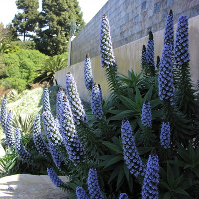Photo of a mid-sized traditional backyard landscaping in Los Angeles.
