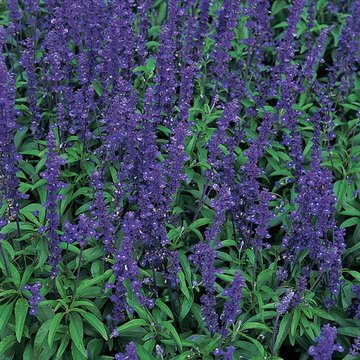 Salvia Blue Bedder