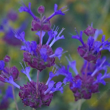 Salvia Celestial Blue
