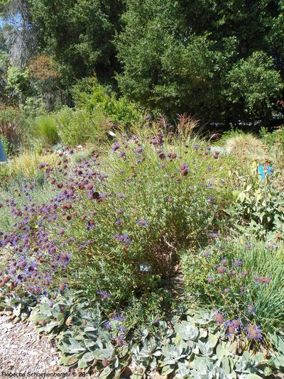 Landscape by UCCE Master Gardeners of Santa Clara County