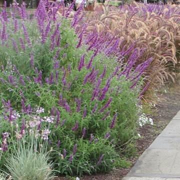 Salvia 'Midnight' & Red Fountain Grass replace turf in this parkway